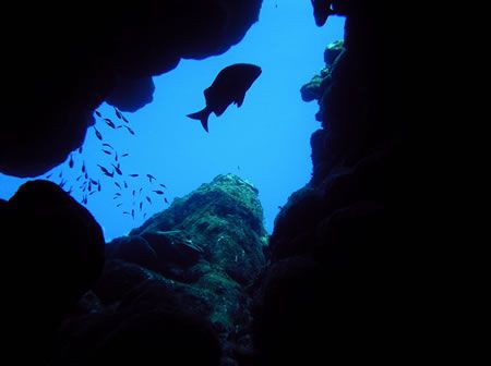 Silent Silhouette - Roatan, Bay Islands by Lisa Armstrong 