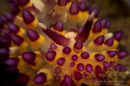 Underwater fireworks by Alex Mitchell 