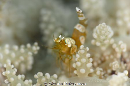 
Sexy Shrimp (Thor amboinensis) by Oksana Maksymova 