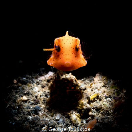 Snooted Boxfish!!! by George Touliatos 