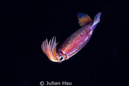 Blackwater squid by Julian Hsu 