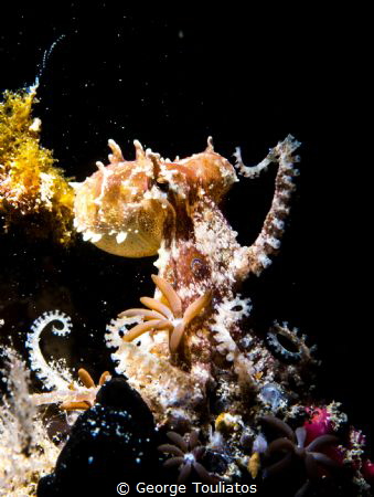 Blue Ring ready to fight!!! by George Touliatos 