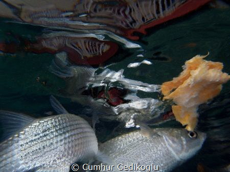 Mugil cephalus
Flathead grey mullet
Reflection by Cumhur Gedikoglu 