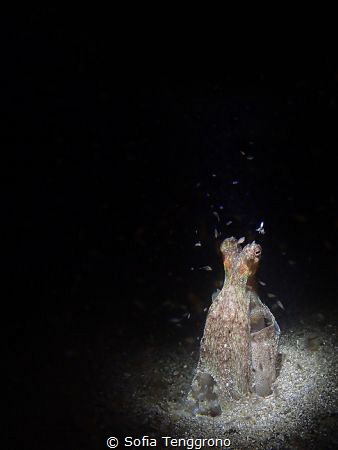 "I find you Squiddly" - Coconut octopus with tiny squid f... by Sofia Tenggrono 