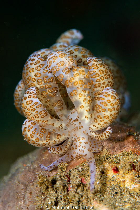 Solar powered nudibranch. by Mehmet Salih Bilal 
