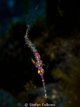 Slither

Ornate Ghost Pipefish - Solenostomus paradoxus... by Stefan Follows 