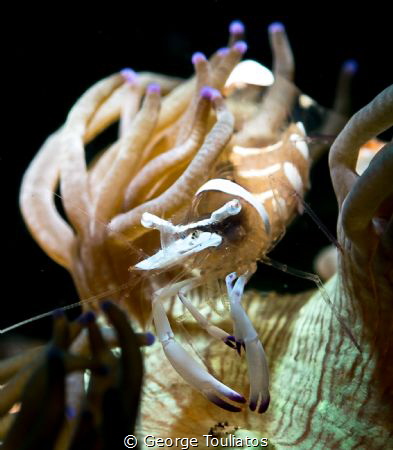Shrimpy Shrimp!!! by George Touliatos 