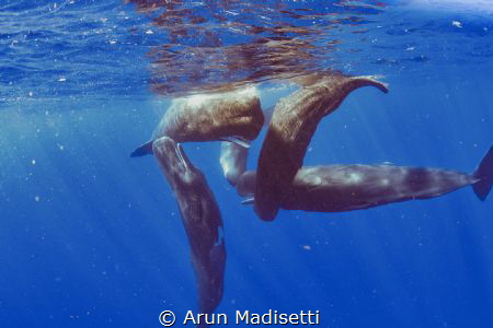 social sperm whales (taken under permit) by Arun Madisetti 