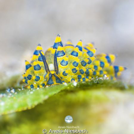 Stiliger Ornatus by Anais Niesbach 