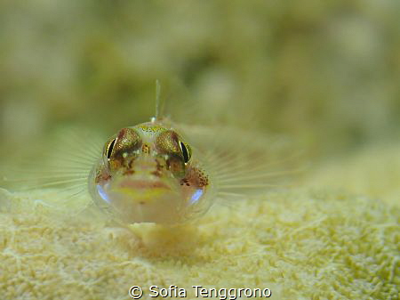 Staring Contest by Sofia Tenggrono 