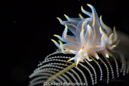 Nudibranch Tenellia sp. 62 NSSI-2 by Oksana Maksymova 