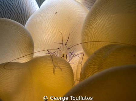 Hiding!!! by George Touliatos 