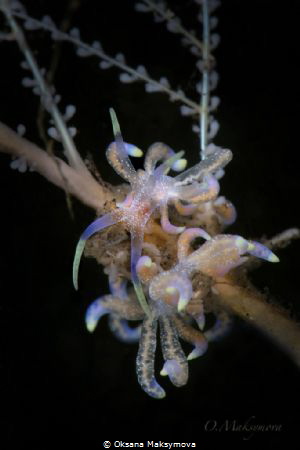 Nudibranch Phyllodesmium poindimiei by Oksana Maksymova 