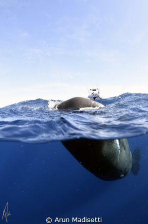 You cannot pass. Sperm whale playfully puts itself betwee... by Arun Madisetti 