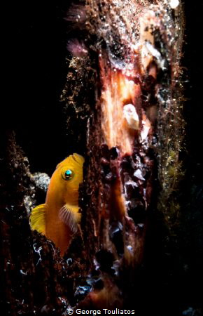 Yellow Gobie!!! by George Touliatos 