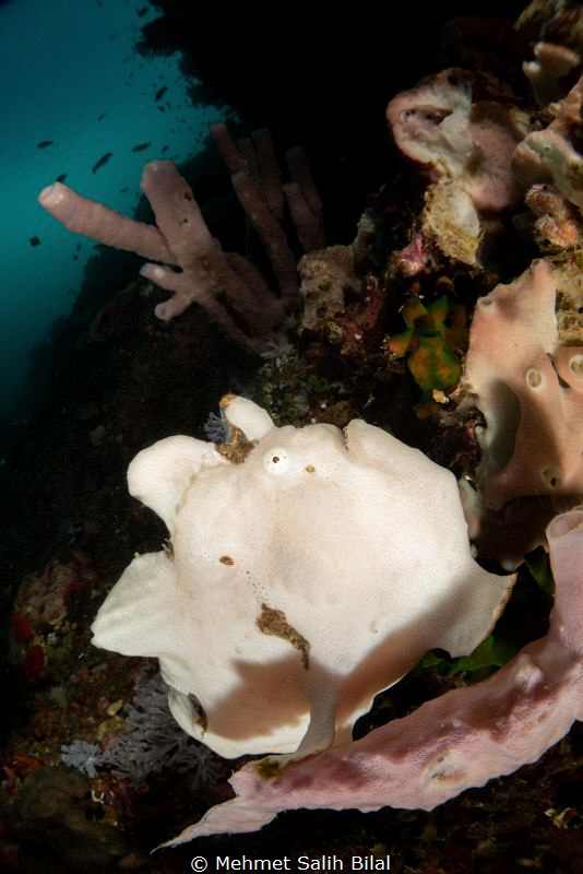 Giant frogfish. by Mehmet Salih Bilal 