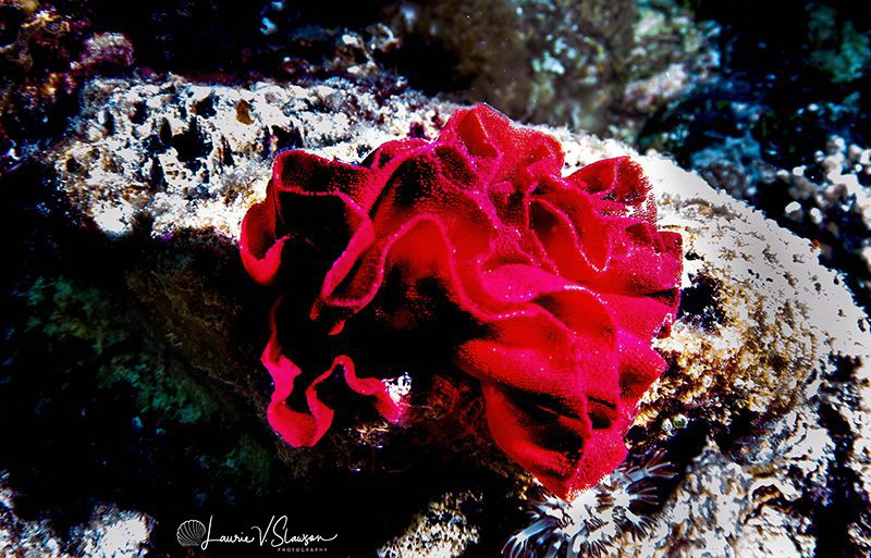 Hexabranchus sanguineus eggs/Photographed with a Tokina 1... by Laurie Slawson 