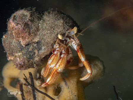 Heremite lobster.. sitting on top of the world by Eduard Bello 