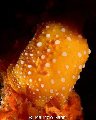 Nudis: calabria by Maurizio Nanni 