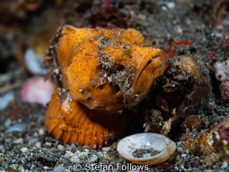 All a Matter of Scale

Orange False Stonefish - Scorpae... by Stefan Follows 