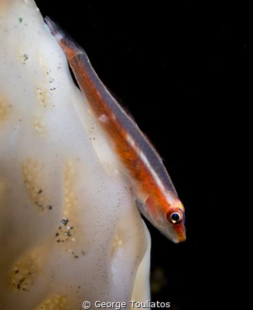 Gobie on coral!!! by George Touliatos 