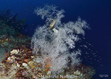 a place in the middle of the sea near Reggio Calabria. Bl... by Maurizio Nanni 