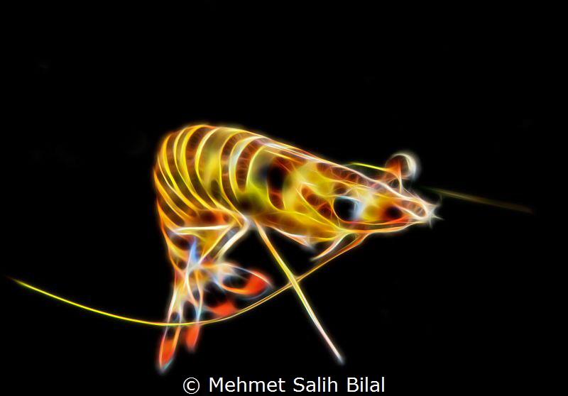 Common prawn.
Like Sofia Tenggrono, I was also inspired ... by Mehmet Salih Bilal 