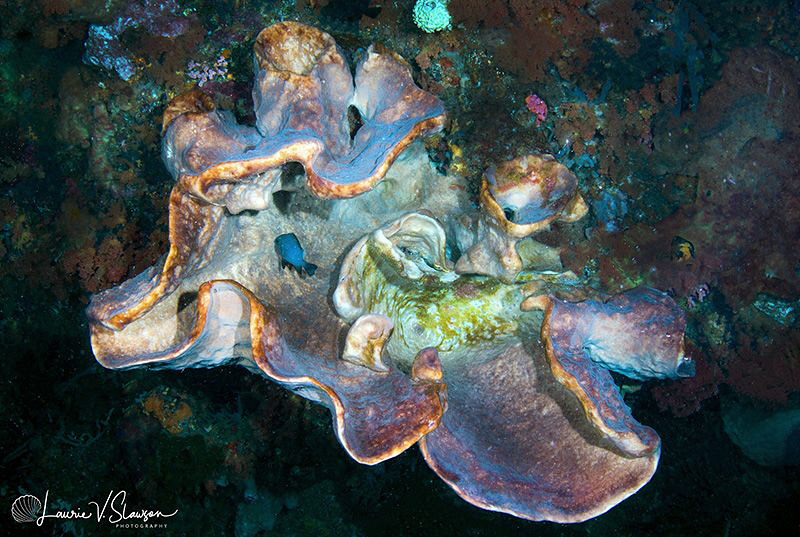 Corals in a Cave/Photographed with a Tokina 10-17 mm fish... by Laurie Slawson 