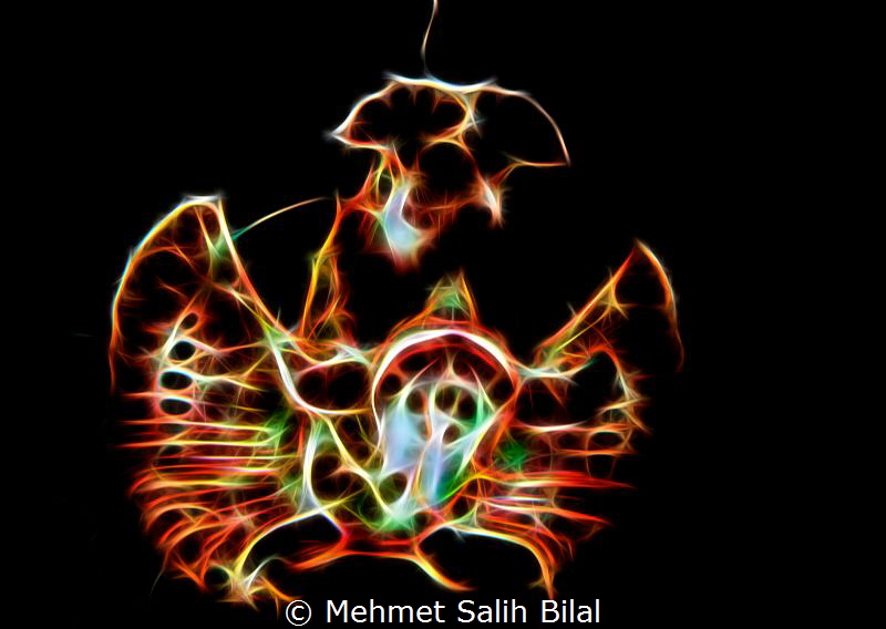 Rhinopia eschmeyeri. by Mehmet Salih Bilal 