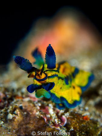 Slide

Nudibranch - Roboastra tentaculata

Bali, Indo... by Stefan Follows 