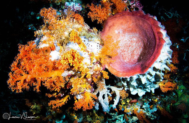 Cave Corals/Photographed with a Tokina 10-17 mm fisheye l... by Laurie Slawson 