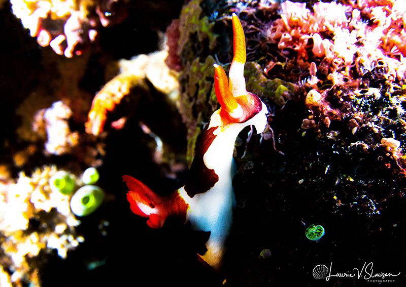 Nembrotha chamberlaini/Photographed with a Tokina 10-17 m... by Laurie Slawson 
