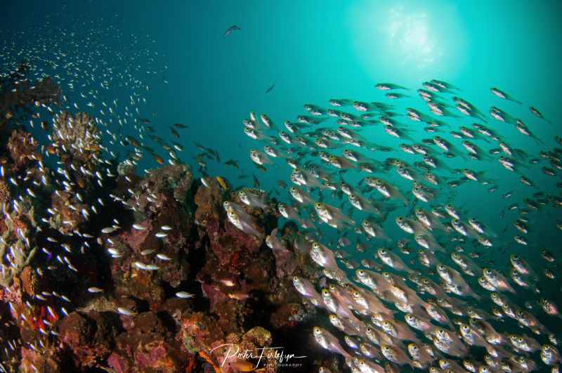 glassfishes by Pieter Firlefyn 