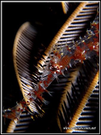 You can see the feather star through this Ornate Ghost Pi... by Yves Antoniazzo 