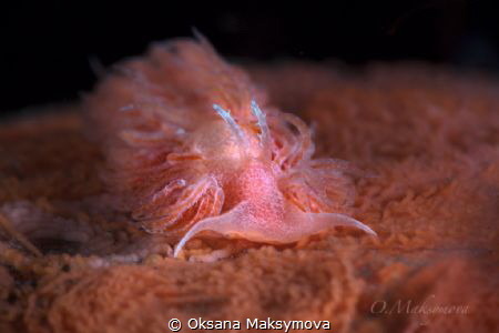 Red Sponge Noumeaella by Oksana Maksymova 