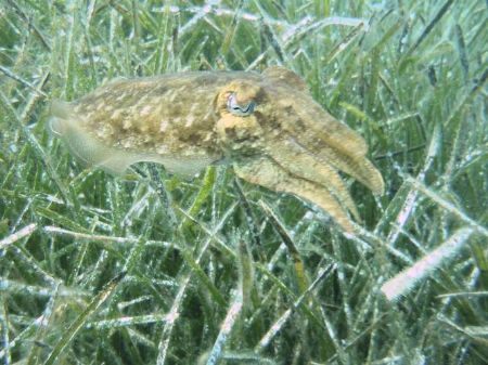 Common cuttle fish by Hakan Taslicay 