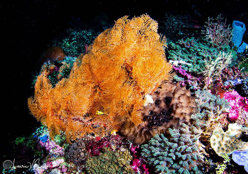 Coral Reef/Photographed with a Tokina 10-17 mm fisheye le... by Laurie Slawson 