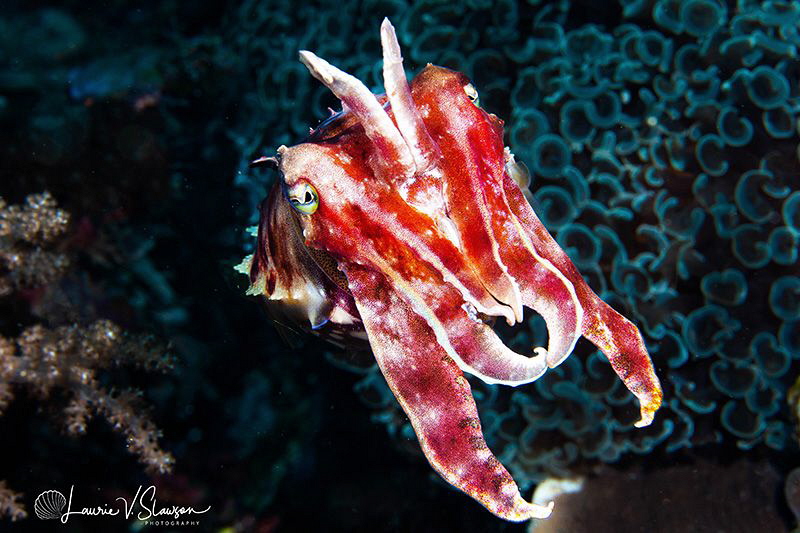 Broadclub Cuttlefish/Photographed with a Canon 60 mm macr... by Laurie Slawson 