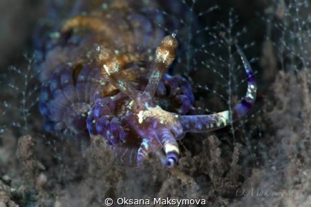 Nudibranch Pteraeolidia semperi  by Oksana Maksymova 