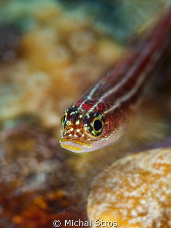 Goby by Michal Štros 