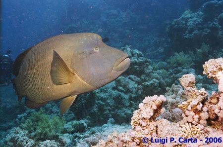 Big Napoleon at Ras Mohammed, Sharm El Sheikh. Canon eos ... by Luigi Carta 