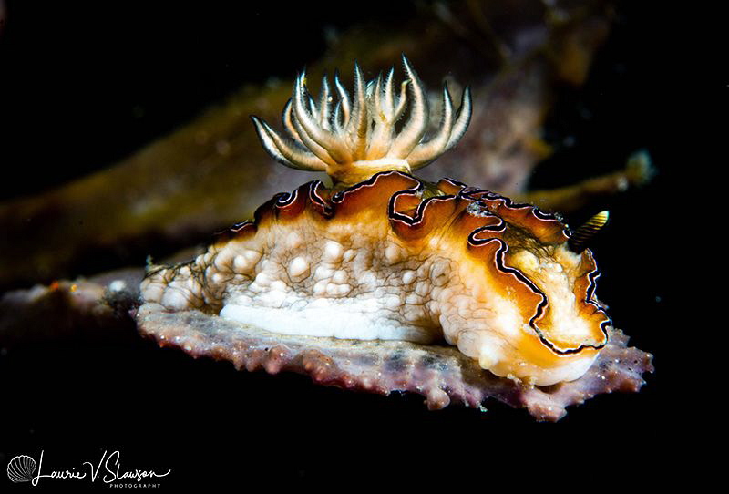 Doriprismatica balut/Photographed with a Canon 60 mm macr... by Laurie Slawson 