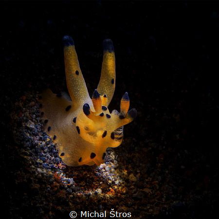 Nudi Thecacera sp by Michal Štros 