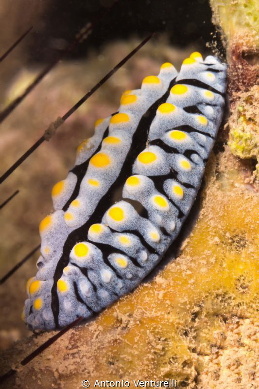 Phyllidia Coelestis by Antonio Venturelli 