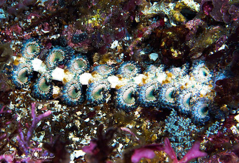 Ptereaolidia semperi/Photographed with a Canon 60 mm macr... by Laurie Slawson 
