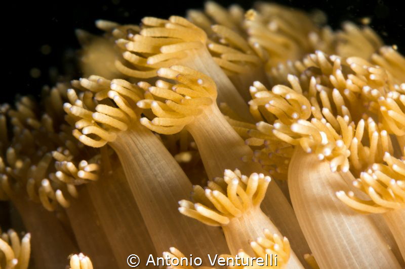Debbie's Beach-Nha Trang by Antonio Venturelli 