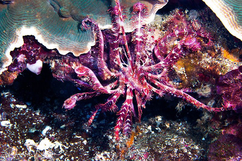 Red Crinoid/Photographed  with a Canon 60 mm macro lens a... by Laurie Slawson 