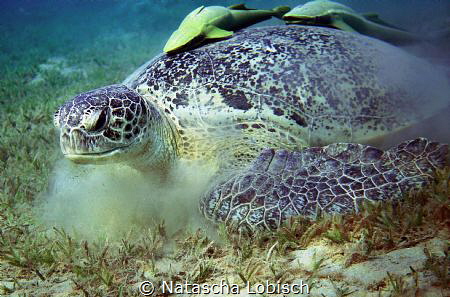 turtle by Natascha Lobisch 
