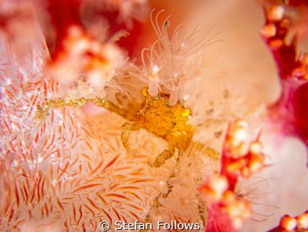 Peaches

Spider Crab - Achaeus Spinosus?

Bali, Indon... by Stefan Follows 