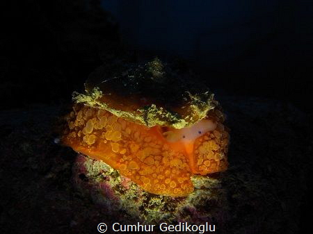 Umbraculum mediterraneum
Orange by Cumhur Gedikoglu 